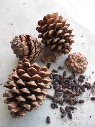 Pine cones Pine cones