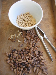 Pine nuts Pine nuts