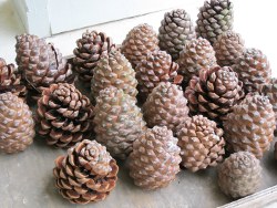 Curing cones Curing cones