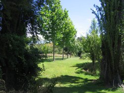 Plane Trees
