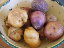Potato colander