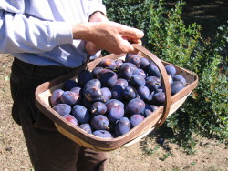 Freshly picked Freshly picked