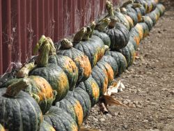 Pumpkins