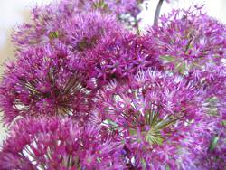 Purple Sensation Purple Sensation