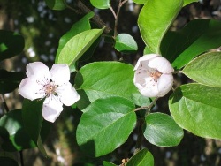 Quince blossom Quince blossom