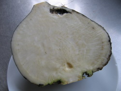 Spanish Radish Spanish Radish