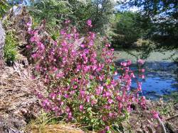 Campion