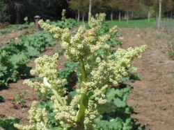 Flower Stalk Flower Stalk
