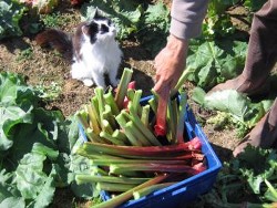 Rhubarb