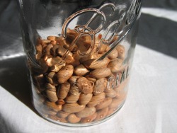 Dried Dried