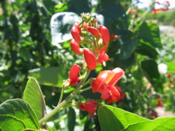 Scarlet flowers Scarlet flowers