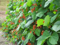 Runner beans