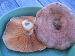 Saffron Milkcap