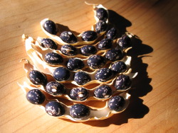 Shell bean
