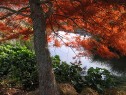 Swamp cypress - Left