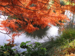 Swamp cypress - Right 
