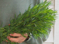 Freshly picked Freshly picked