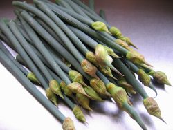Scapes (flower stalks) Scapes (flower stalks)