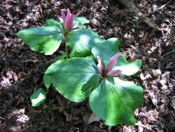 Trillium