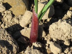 Emerging shoot (late Autumn) Emerging shoot
