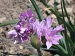 Unifolium