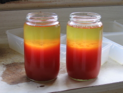 Tomato Water - settling Tomato Water - settling