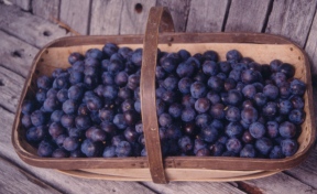 Freshly picked Freshly picked