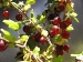 Worcesterberry