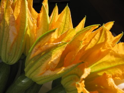 Semi-opened Semi-opened