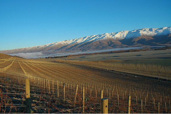 Quartz Reef Vineyard - Bendigo Photo