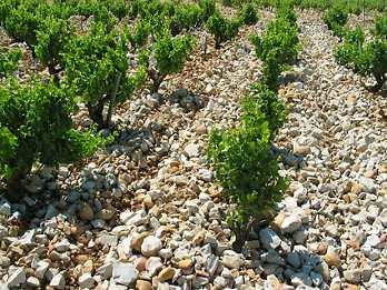 Chateauneuf du Pape vineyard Logo