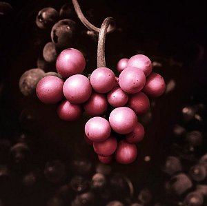 Pinot Noir - wine label image Image