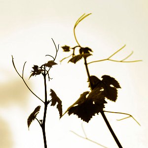 Wild Sauvignon Blanc - wine label image Image