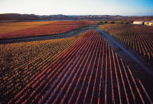 Craggy Range - Gimblett Gravels Vineyard Photo