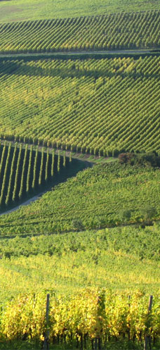 Domaine Marcel Deiss