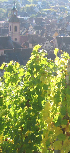 Domaine Marcel Deiss