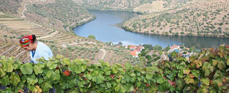 Port was traditionally taken down to the coast by boat, but this traffic ended when dams were built across the Douro river in the 1950's Image