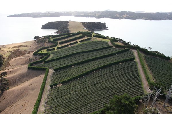 Man O'War Pinot Gris vineyard - Ponui Island Image