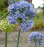 Allium caeruleum