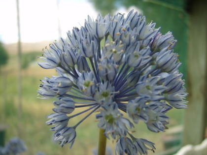 Allium caesium (AL-lee-um CEES-ee-im) Allium caesium