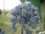 Allium caesium