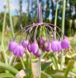 Allium cernuum