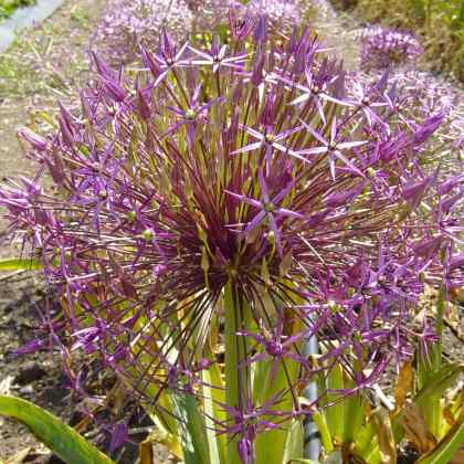 Allium cristophii (AL-lee-um kris-TOFF-ee-eye) Allium cristophii