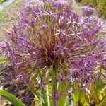 Allium cristophii