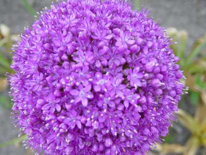 Allium giganteum (AL-lee-um jy-GAN-tee-um) Allium giganteum