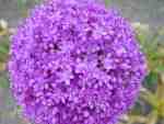 Allium giganteum