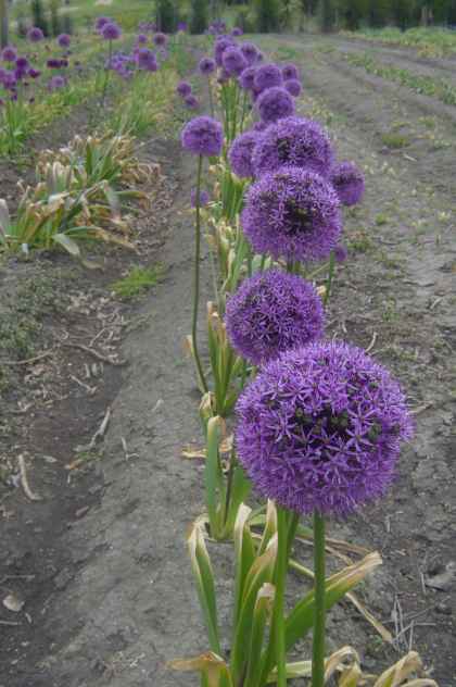 Allium 'Gladiator' (AL-lee-um) Allium 'Gladiator'