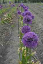 Allium 'Gladiator'