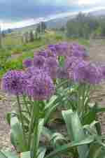 Allium 'Globe Sensation'