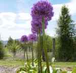 Allium 'Globemaster'